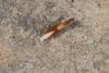 Argyresthia sp.